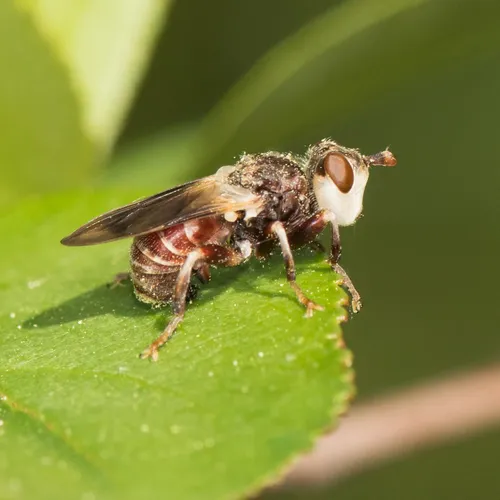 Myopa vesiculosa