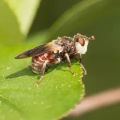 Myopa vesiculosa thumbnail 1