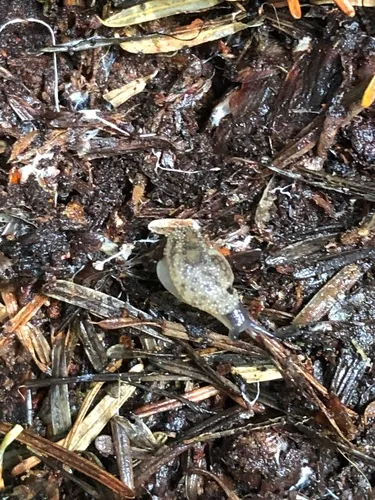 Warty Jumping-slug