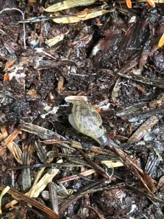 Warty Jumping-slug thumbnail 1