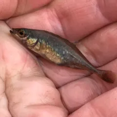 Brook Stickleback thumbnail 2