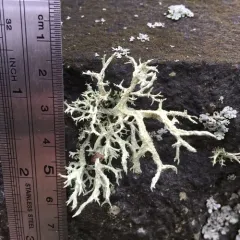 Boreal Oakmoss thumbnail 3