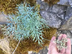 Smooth Lomatium thumbnail 2