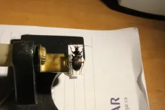 Bilobed Snail-eating Beetle thumbnail 2