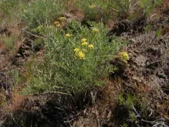 Yakama Biscuitroot thumbnail 4