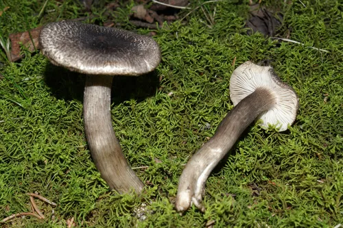 Tricholoma atrosquamosum