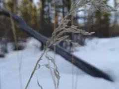 Broadleaf Arctagrostis thumbnail 4