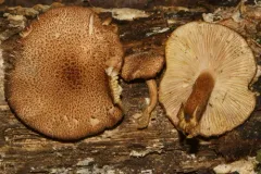 Tricholomopsis formosa thumbnail 2