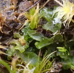 Phymatoceros bulbiculosus thumbnail 4