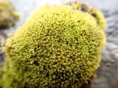 Twisted Grimmia thumbnail 1