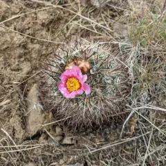 Columbia Plateau Cactus thumbnail 2