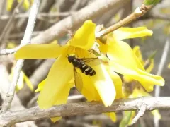 Boreal Brusheye thumbnail 1