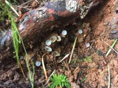Pezoloma ciliiferum thumbnail 2