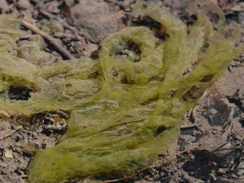 Tetraspora cylindrica