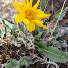 serrated balsamroot thumbnail 1