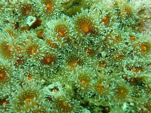 Californian Strawberry Anemone