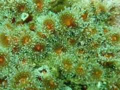 Californian Strawberry Anemone thumbnail 1