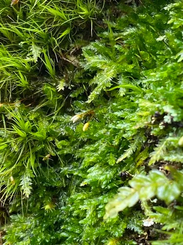 Round Silk-moss