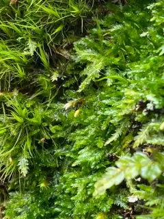 Round Silk-moss thumbnail 1