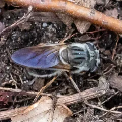 American Golden Longhorn thumbnail 2