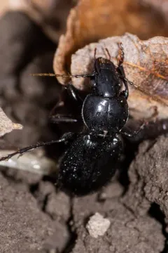 Blue-tinged Harp Ground Beetle thumbnail 3