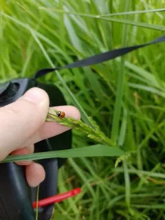Prolongate Lady Beetle thumbnail 4