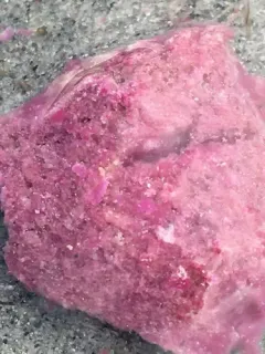 Thiohalocapsa halophila thumbnail 3