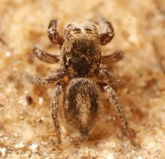 Habronattus viridipes thumbnail 4