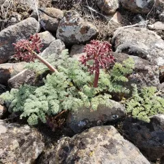 Day Valley Desertparsley thumbnail 2