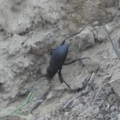 Rough-lipped Darkling Beetle thumbnail 2