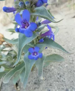 Sharpleaf Penstemon thumbnail 2