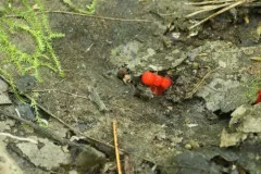 Hygrocybe minutula thumbnail 3