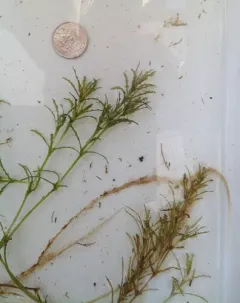 holly-leaved water nymph thumbnail 3