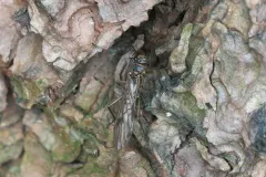 Valley Forestfly thumbnail 4