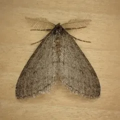 Walnut Spanworm Moth thumbnail 2