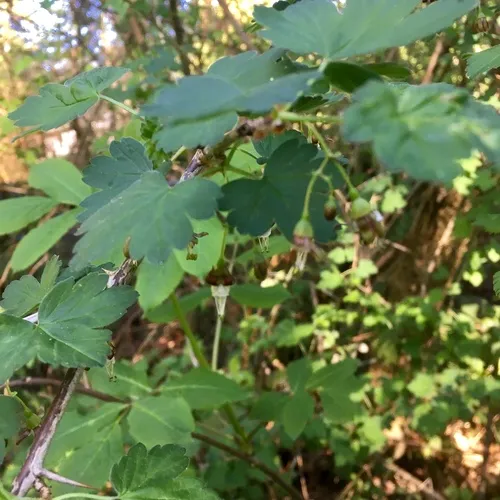 spreading gooseberry