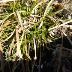 Beautiful Sedge thumbnail 3