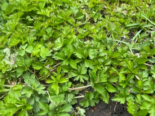 Lesser Mock-strawberry