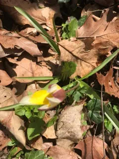 Late Tulip thumbnail 2