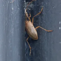 Yellow Douglas-fir Borer thumbnail 1