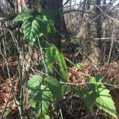 trailing blackberry thumbnail 1