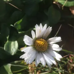 Lawn daisy thumbnail 1