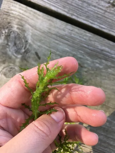 holly-leaved water nymph