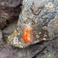 Shiny Red Sea Squirt thumbnail 2