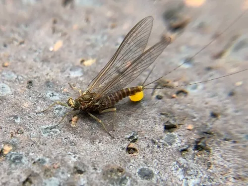 Large Blue-winged Olive