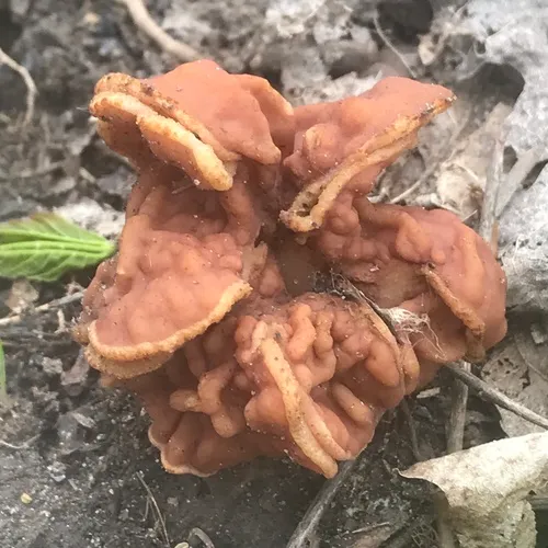 Neogyromitra brunnea