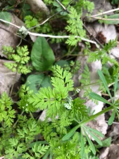 spreading chervil thumbnail 1