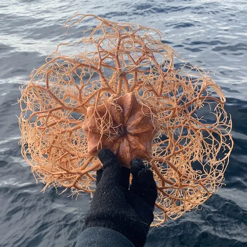 Common basket star
