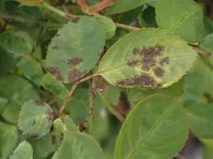 Rose Black Spot thumbnail 1