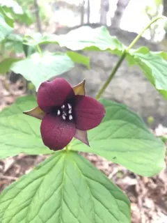 southern red trillium thumbnail 4